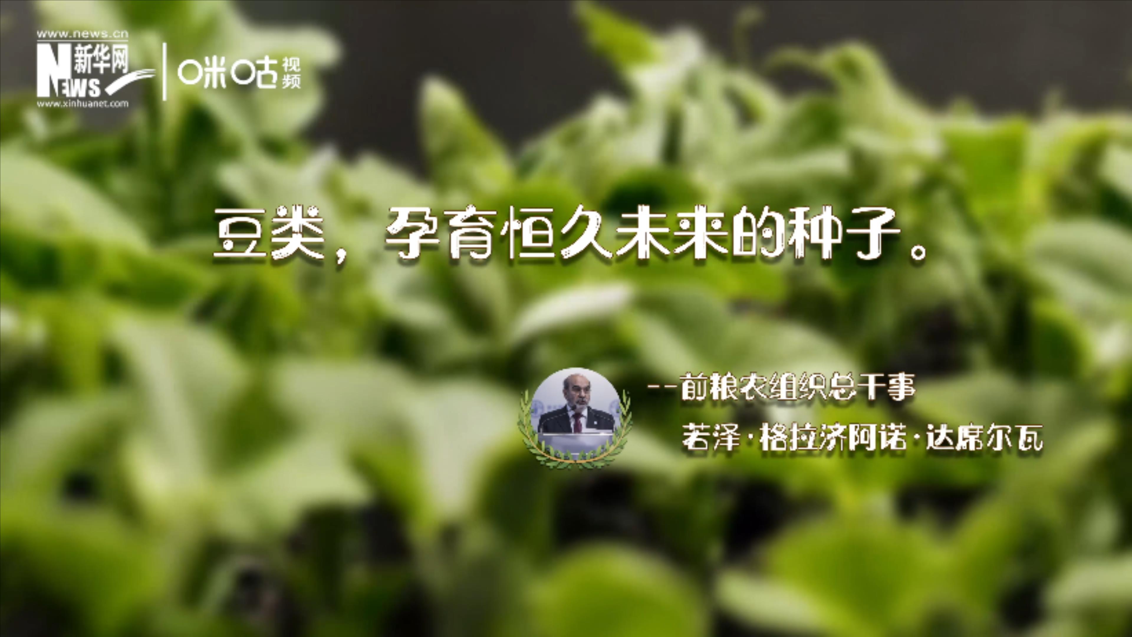 豆類，孕育恒久未來的種子